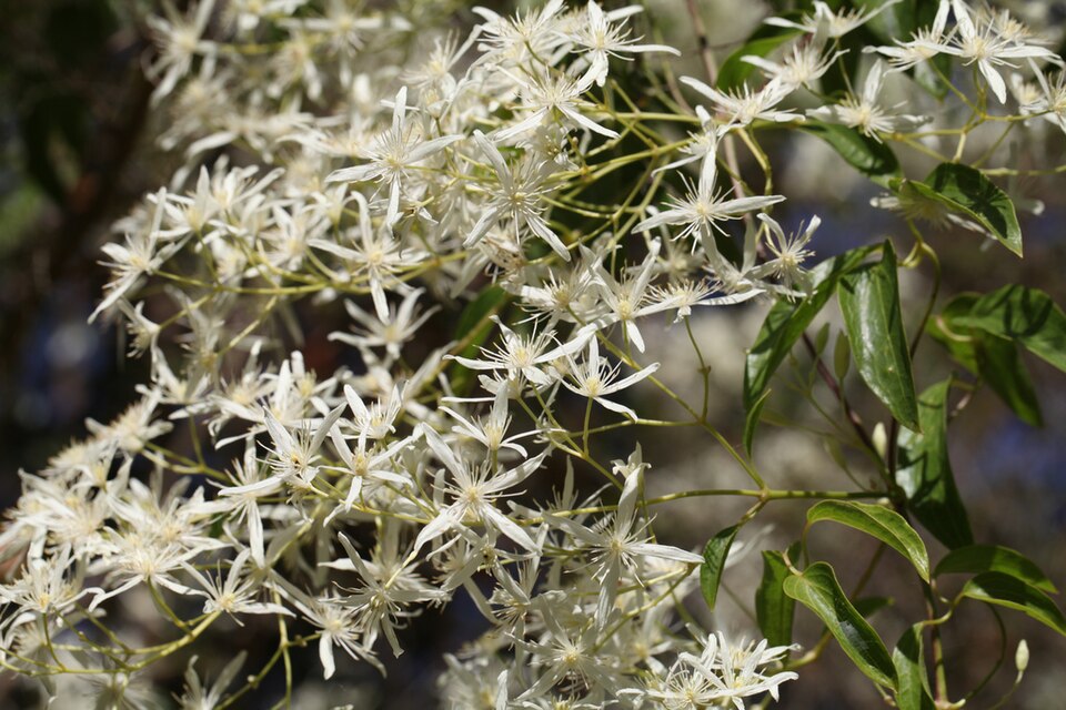 Clematis glycinoides (Headache Vine) (alternate view 6)