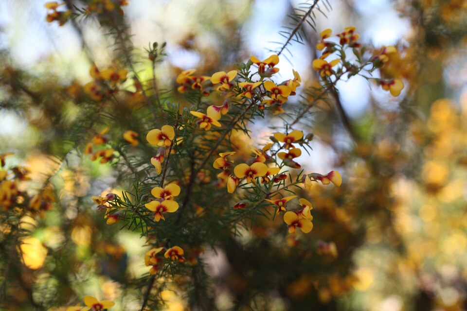 Dillwynia retorta (heathy parrot pea) (alternate view 7)
