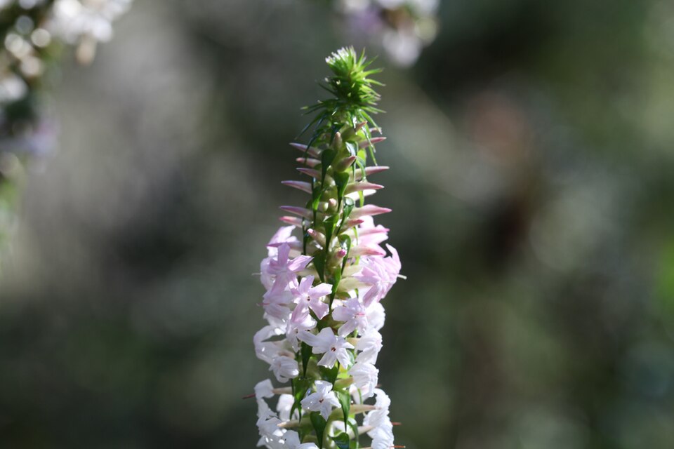 Epacris microphylla (Coral Heath) (alternate view 10)