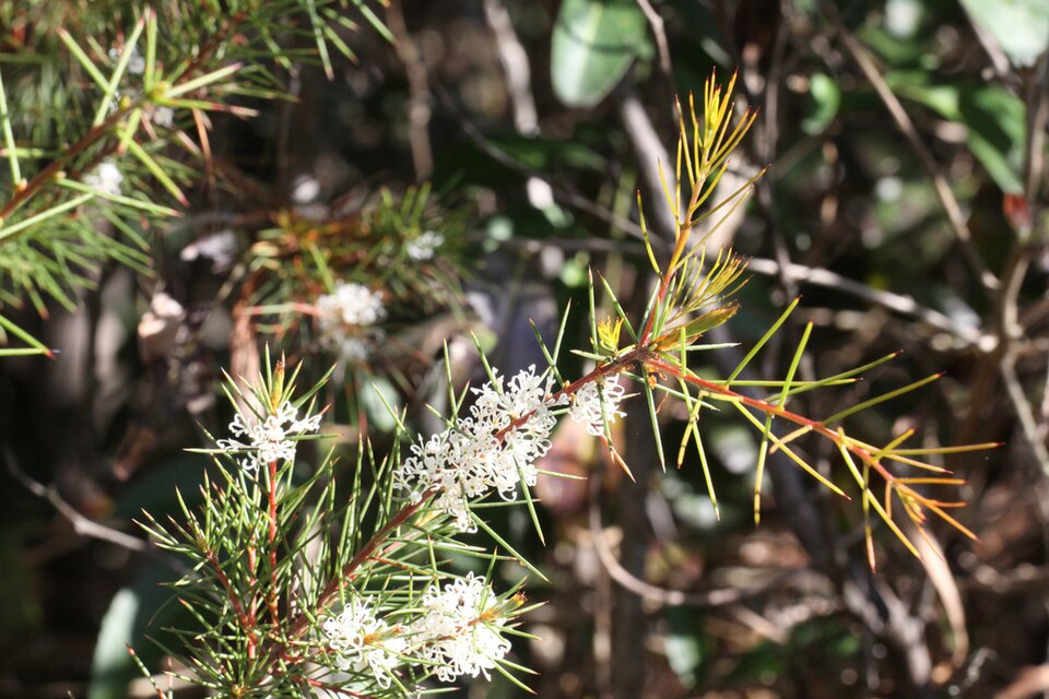 Hakea teretifolia (Dagger Hakea) (alternate view 7)