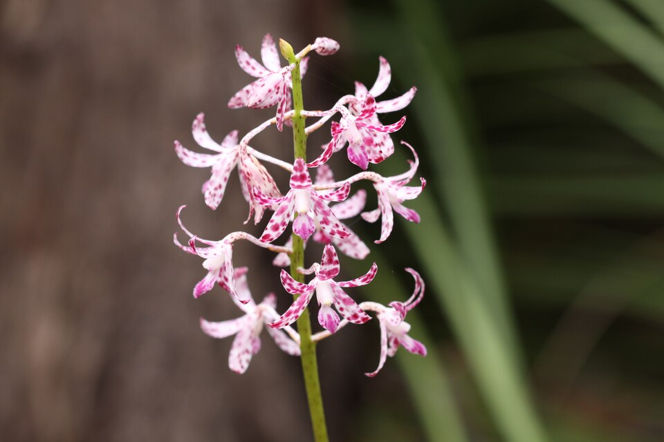 Dipodium punctatum (Blotched Hyacinth-Orchid) (alternate view 4)