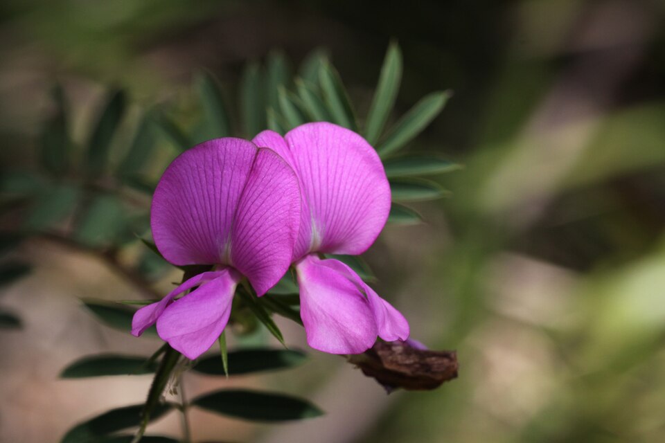 Swainsona galegifolia (Smooth Darling Pea) (alternate view 6)