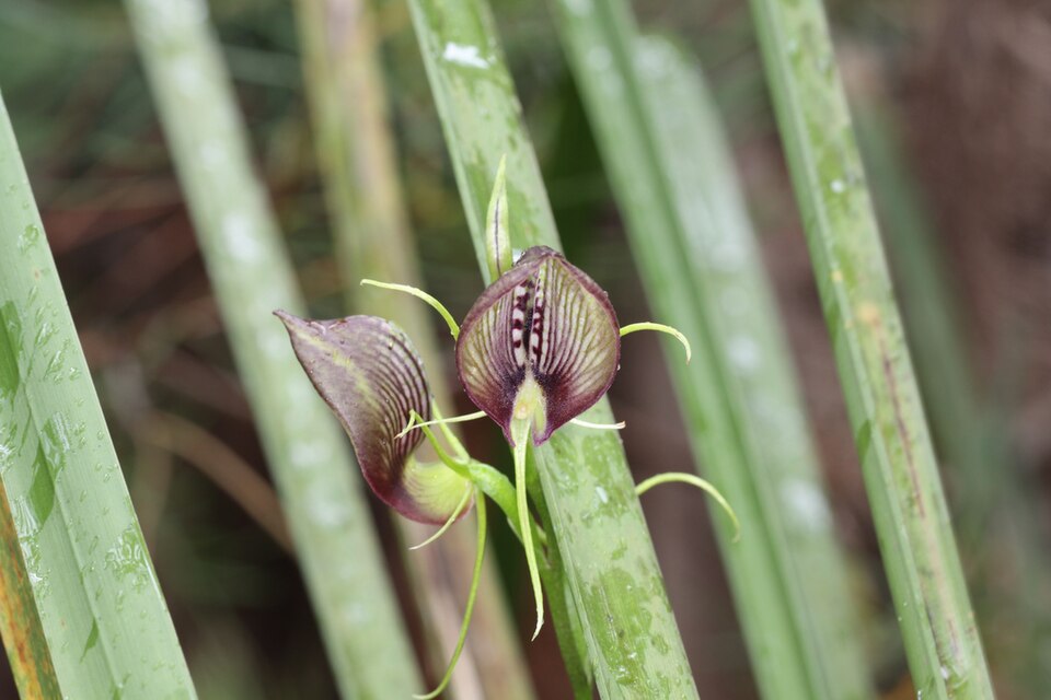 Cryptostylis erecta (bonnet orchid) (alternate view 7)