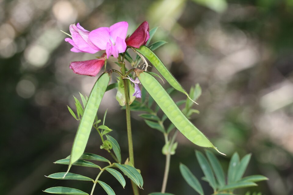 Swainsona galegifolia (Smooth Darling Pea) (alternate view 7)
