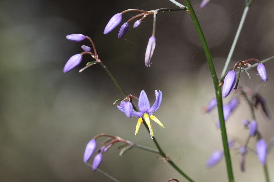 Dianella longifolia (Pale Flax-Lily) (alternate view 6)
