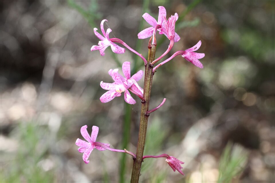 Dipodium roseum (Rosy Hyacinth Orchid) (alternate view 3)