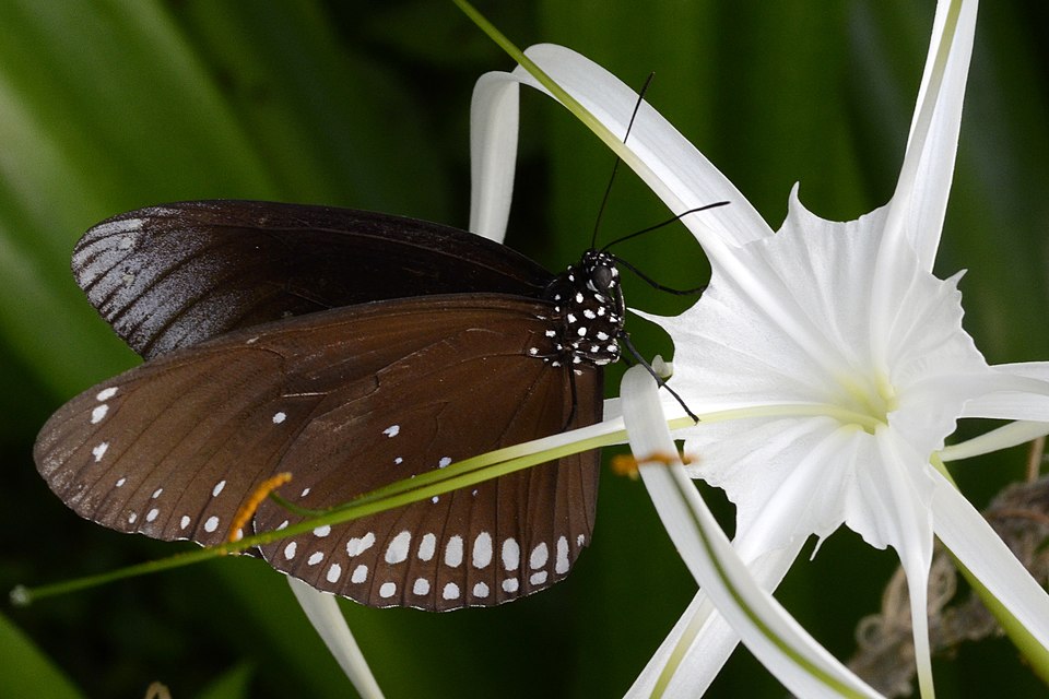 Hymenocallis (spider lilies) (alternate view 4)