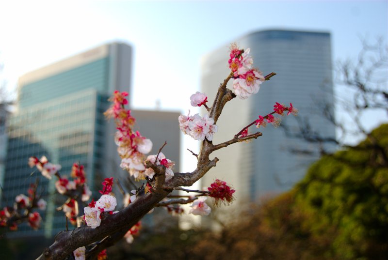 Prunus mume, Japanese apricot — upright deciduous (Rosaceae) (image 2 of 4)