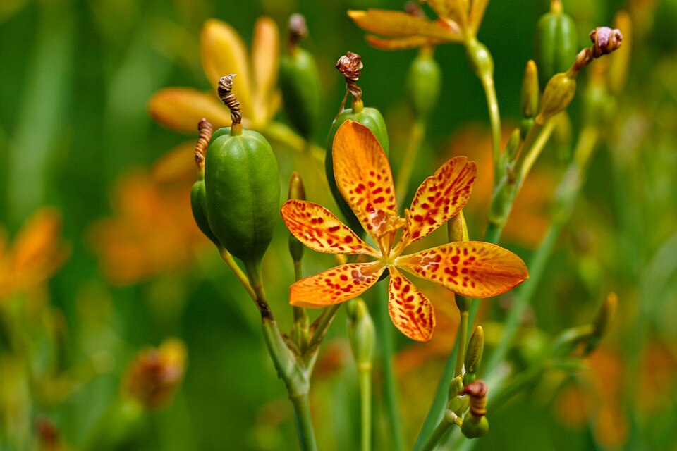 Iris domestica (Blackberry Lily) (alternate view 3)