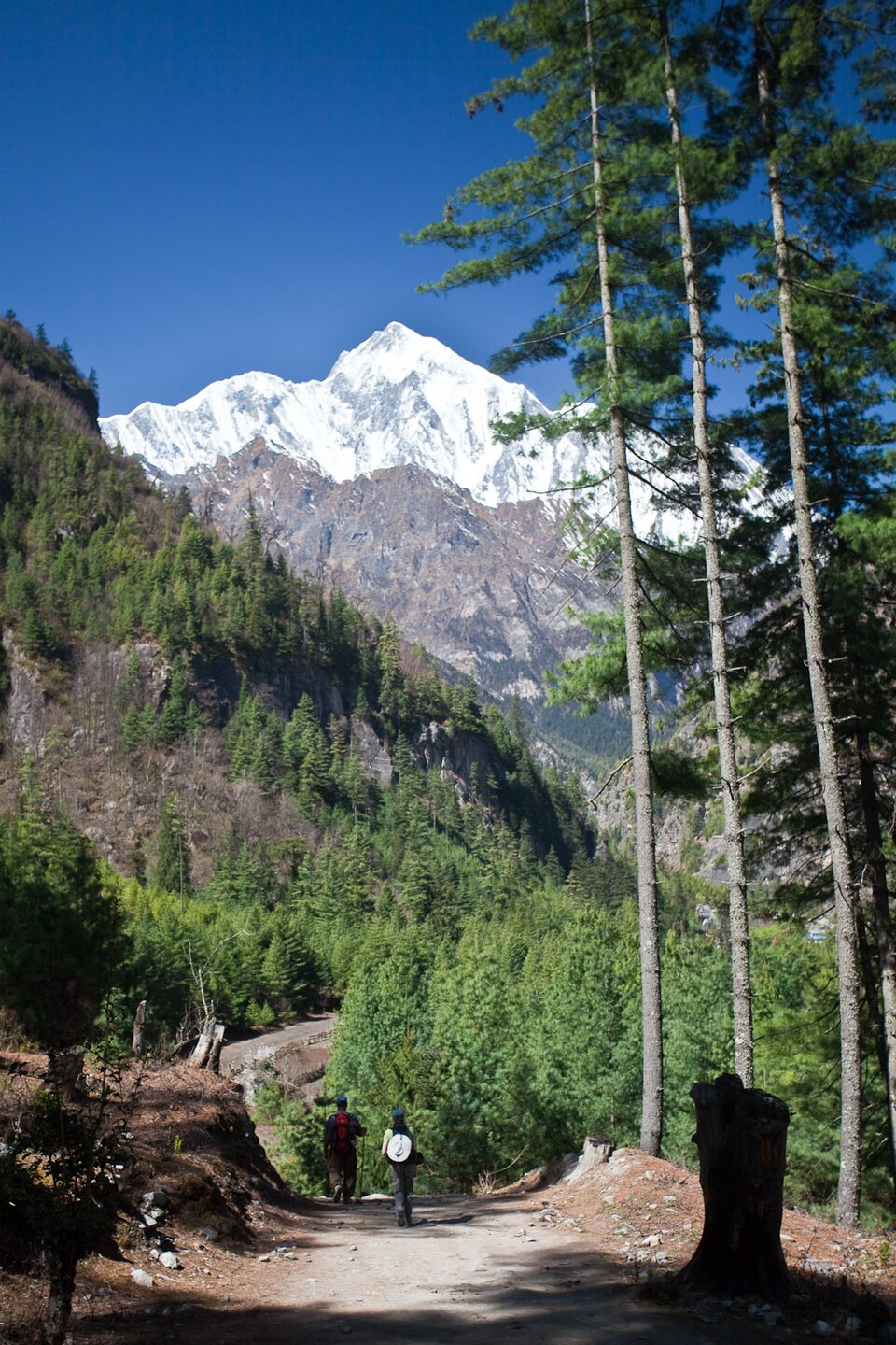 Pinus wallichiana (Himalayan Pine) (alternate view 14)