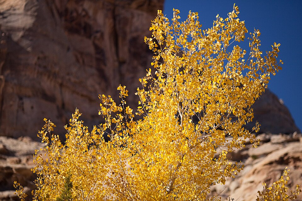 Populus fremontii (Frémont Cottonwood)