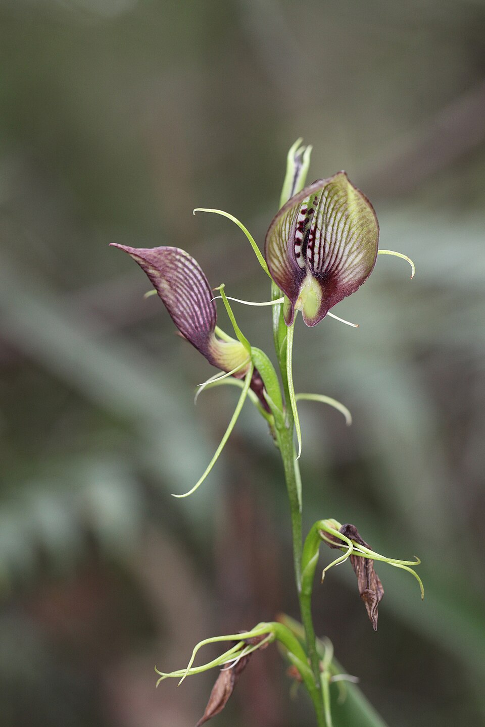 Cryptostylis erecta (bonnet orchid) (alternate view 8)