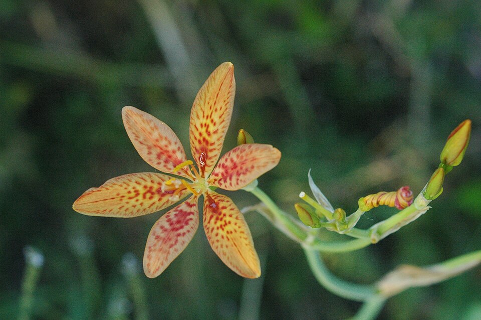 Iris domestica (Blackberry Lily) (alternate view 4)
