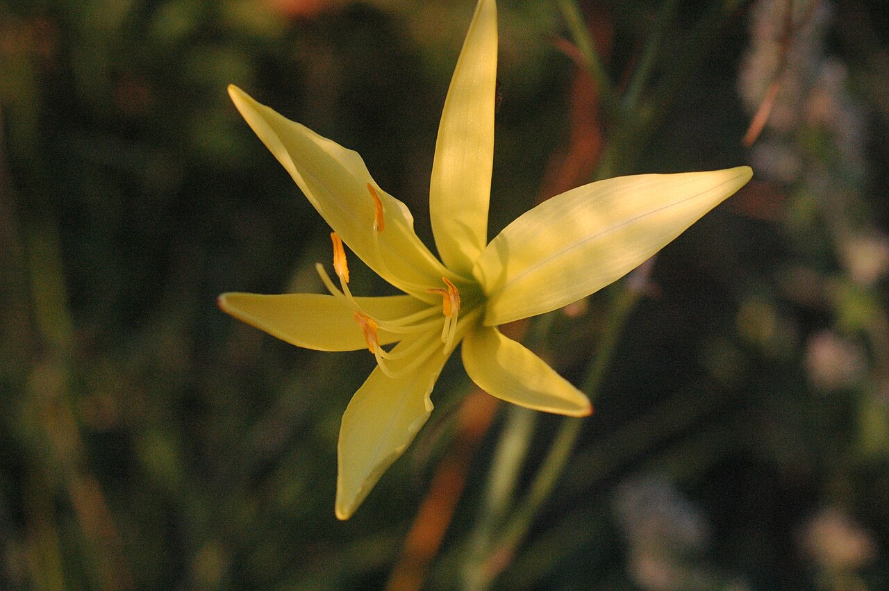 Hemerocallis citrina, Citron daylily — clumping deciduous (Asphodelaceae) (image 3 of 9)