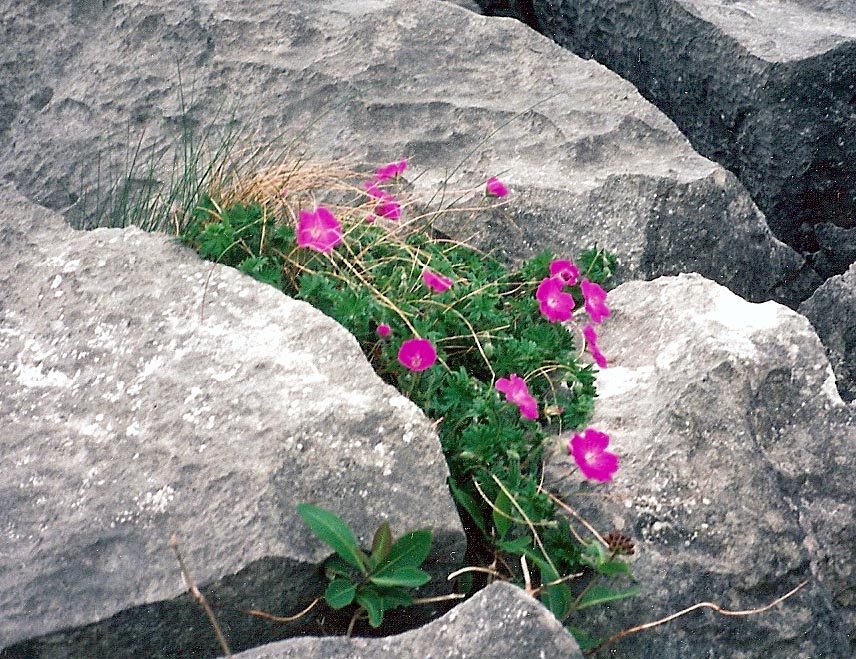 Geranium sanguineum (Bloody Crane's-bill)