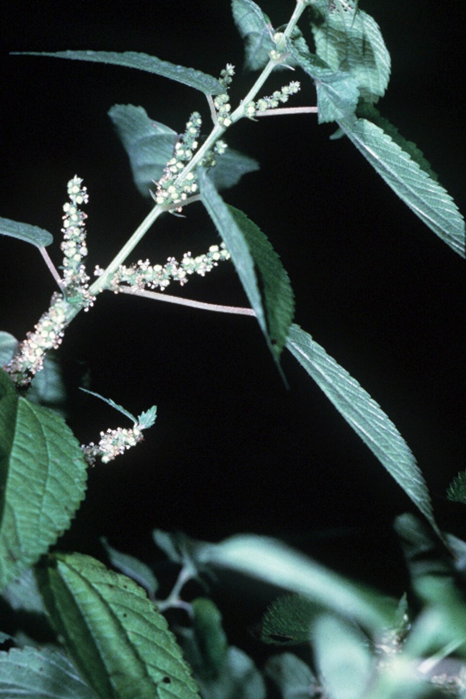 Boehmeria cylindrica (false nettle)