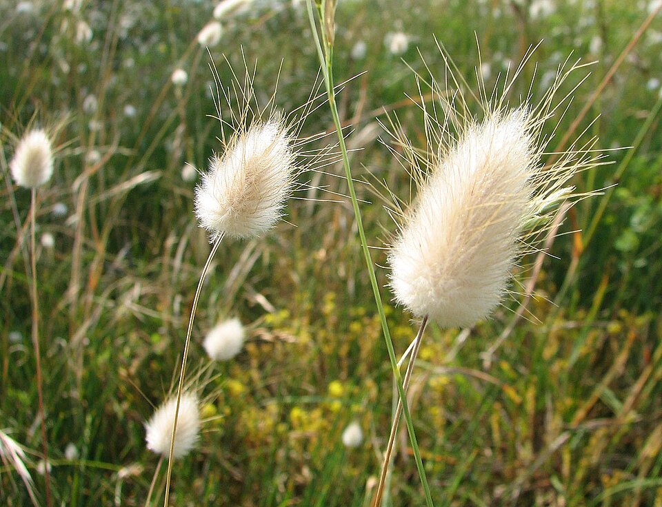 Lagurus ovatus (Hare's Tail Grass)