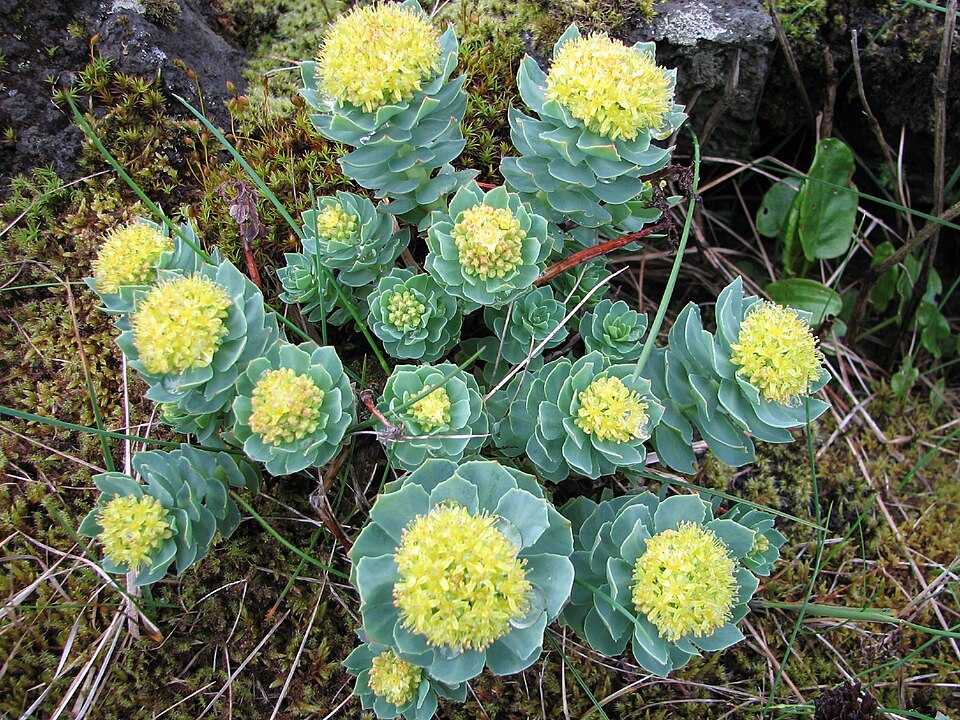 Rhodiola rosea (Roseroot)