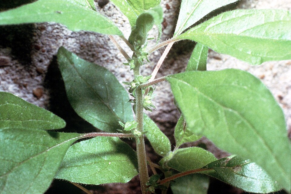 Parietaria pensylvanica (Pennsylvania pellitory) (alternate view 6)