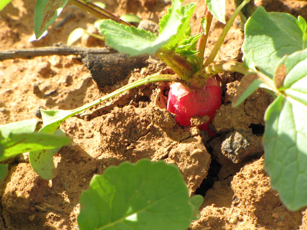 Raphanus sativus, Radish — clumping deciduous (Brassicaceae) (image 3 of 7)