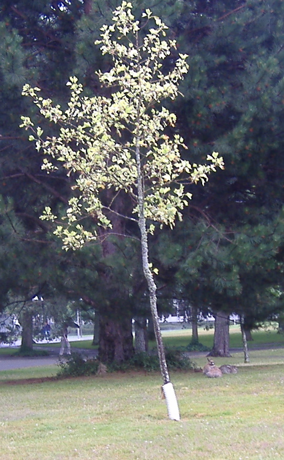 Liriodendron tulipifera 'Aureomarginatum' (Variegated Tulip Tree)