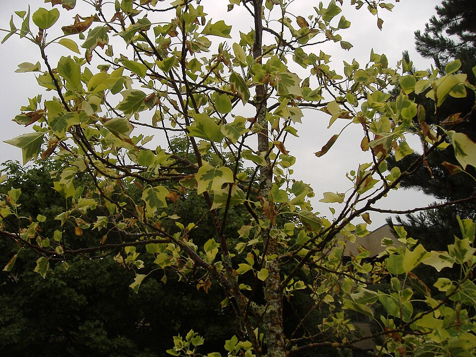 Liriodendron tulipifera 'Aureomarginatum' (Variegated Tulip Tree) (alternate view 2)