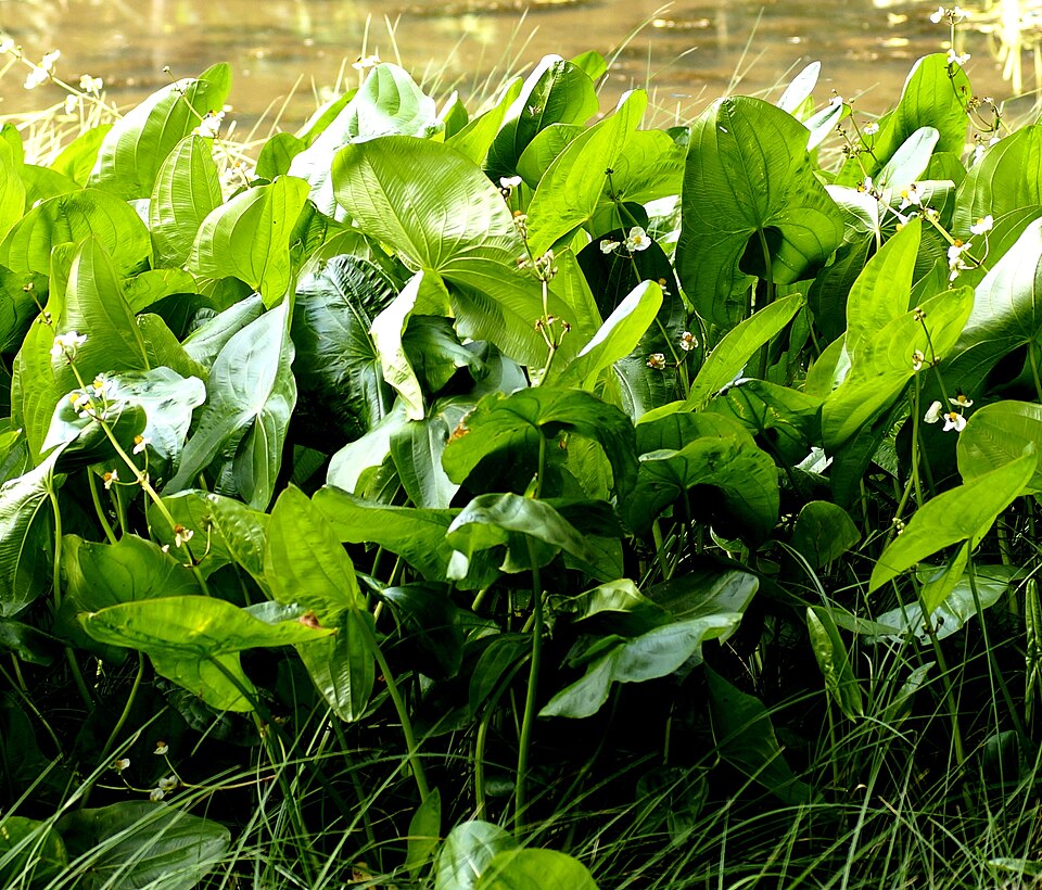 Sagittaria latifolia (Wapato) (alternate view 7)