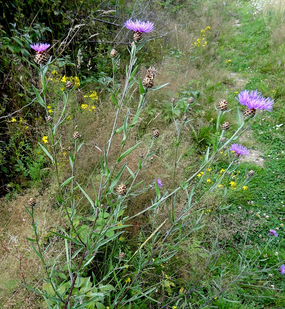 Centaurea jacea (Brown Knapweed)