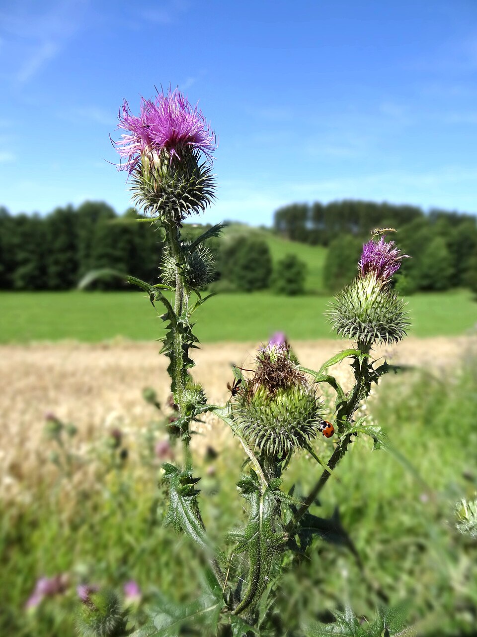 Cirsium vulgare (bull thistle) (alternate view 8)