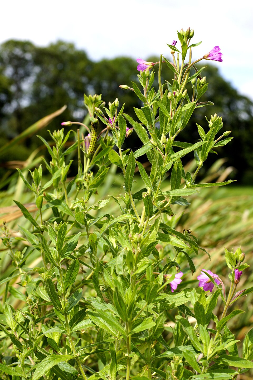 Epilobium hirsutum (Great Willowherb)