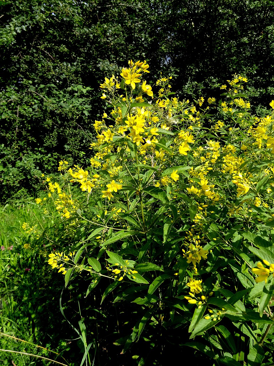 Lysimachia vulgaris (Yellow Loosestrife)
