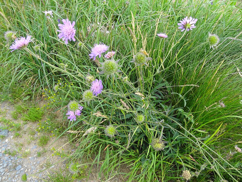Knautia arvensis (Field Scabious)