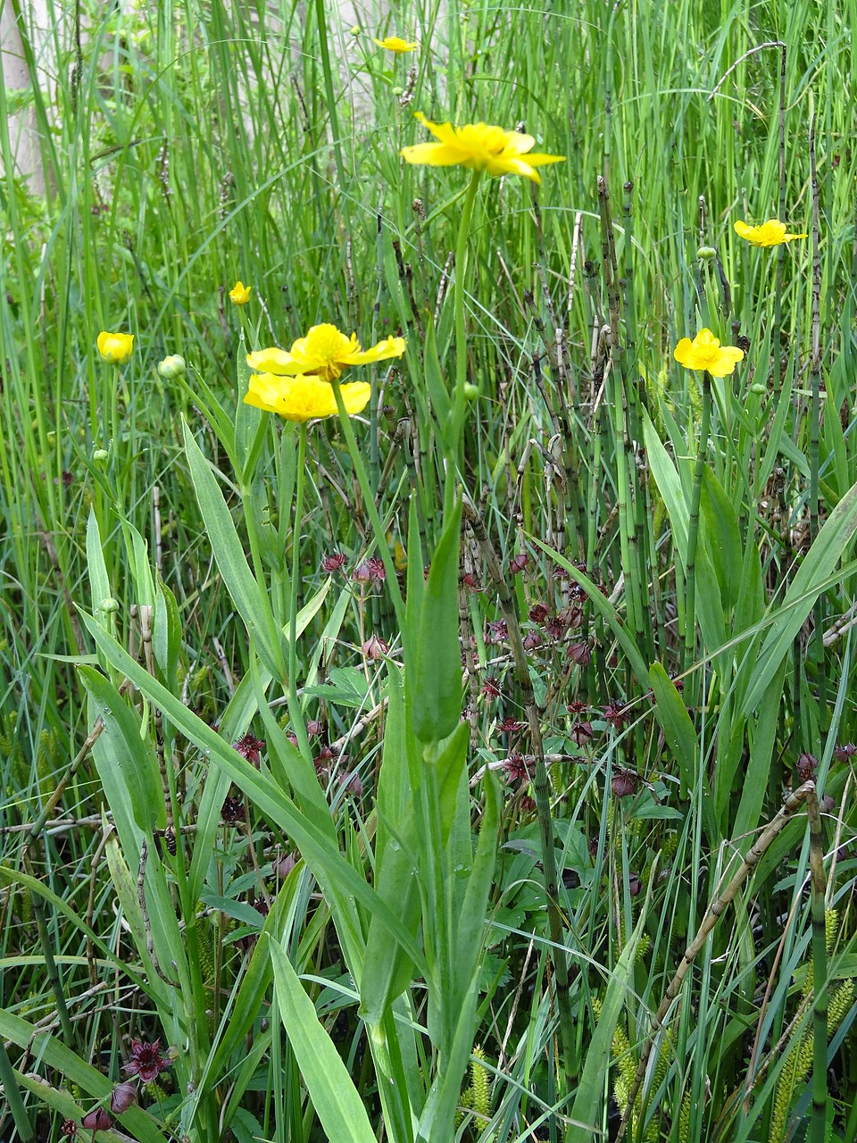 Ranunculus lingua (Greater Spearwort)
