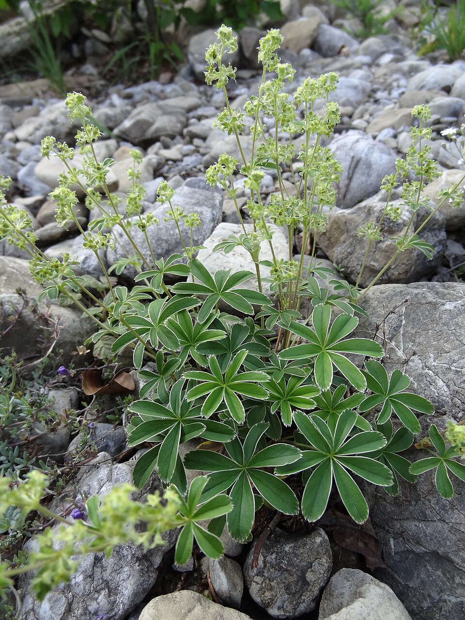 Alchemilla alpina (Alpine Lady's-mantle)
