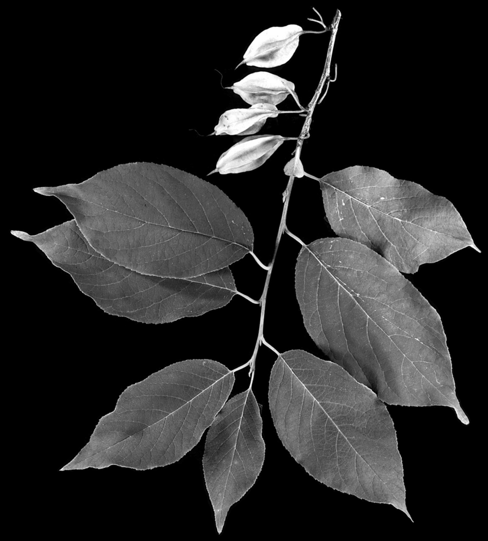 Halesia carolina (Carolina silverbell) (alternate view 6)