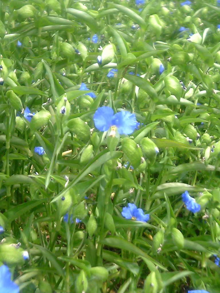 Commelina communis (Asiatic dayflower)