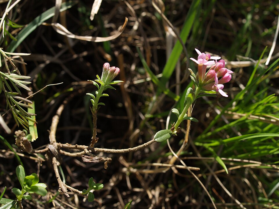 Daphne cneorum (Rose Daphne) (alternate view 7)