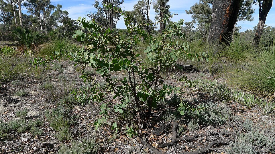 Hakea prostrata (Harsh Hakea) (alternate view 7)
