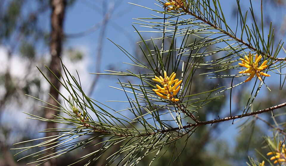 Persoonia juniperina (Prickly Geebung) (alternate view 5)