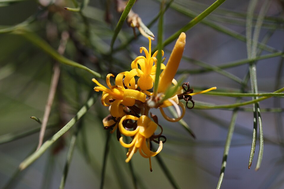 Persoonia juniperina (Prickly Geebung) (alternate view 6)