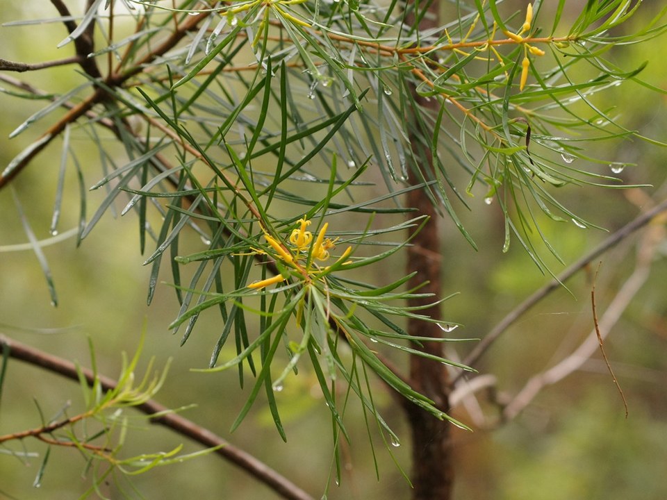 Persoonia virgata (small-leaved geebung) (alternate view 6)