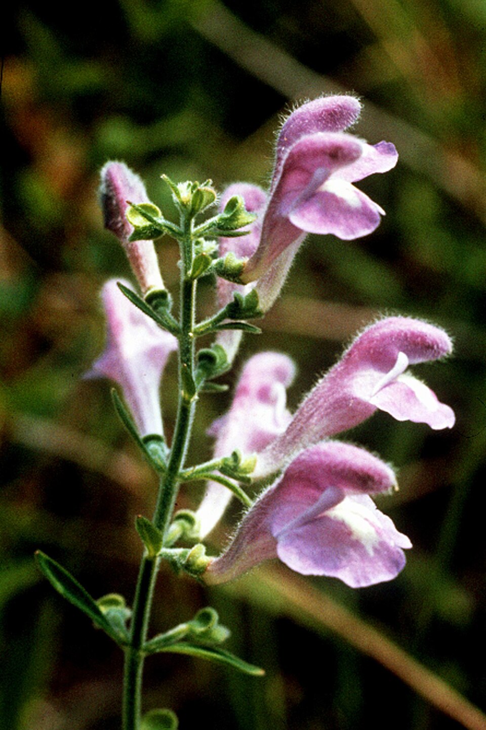 Scutellaria integrifolia (Helmet skullcap)
