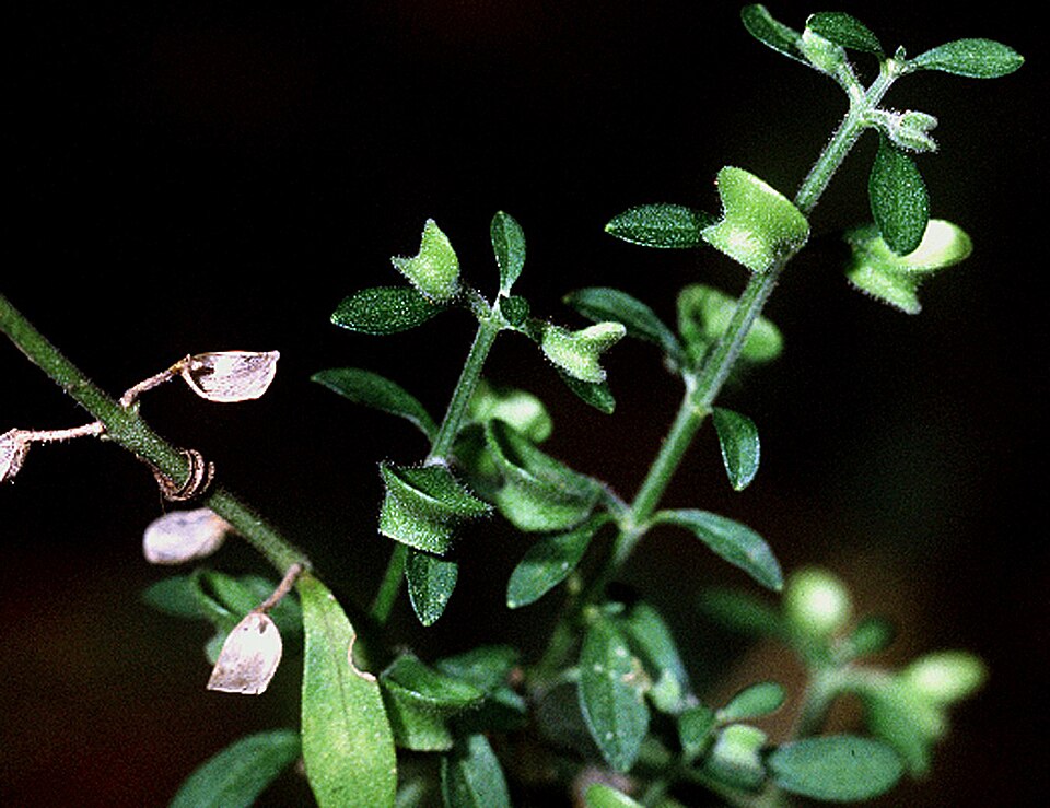 Scutellaria integrifolia (Helmet skullcap) (alternate view 2)