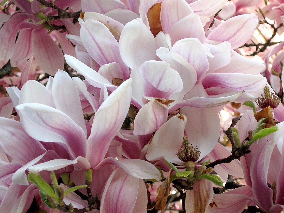 Magnolia liliiflora (Lily Magnolia) (alternate view 7)
