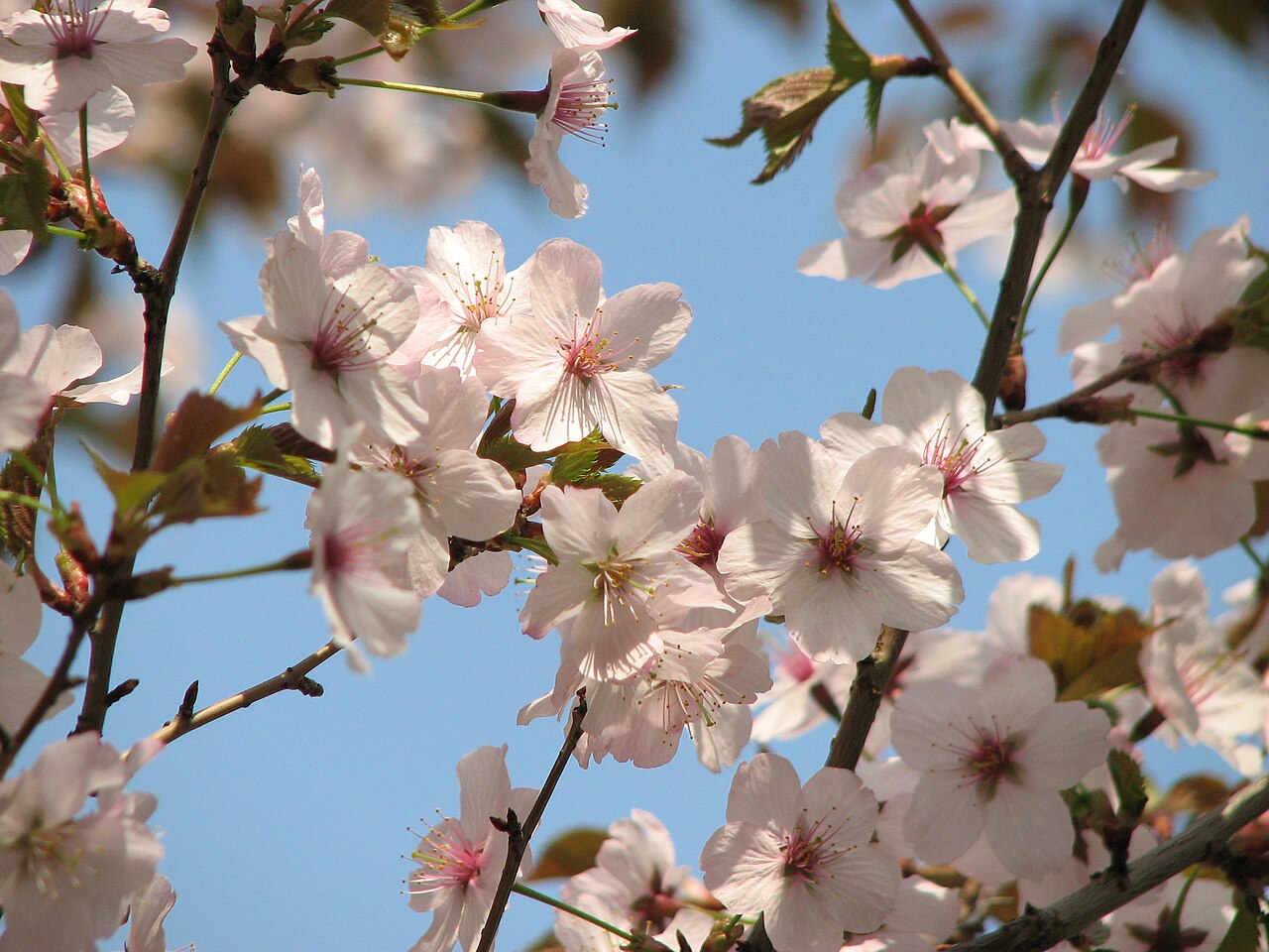 Prunus incisa, Fuji cherry — spreading deciduous (Rosaceae) (image 3 of 10)