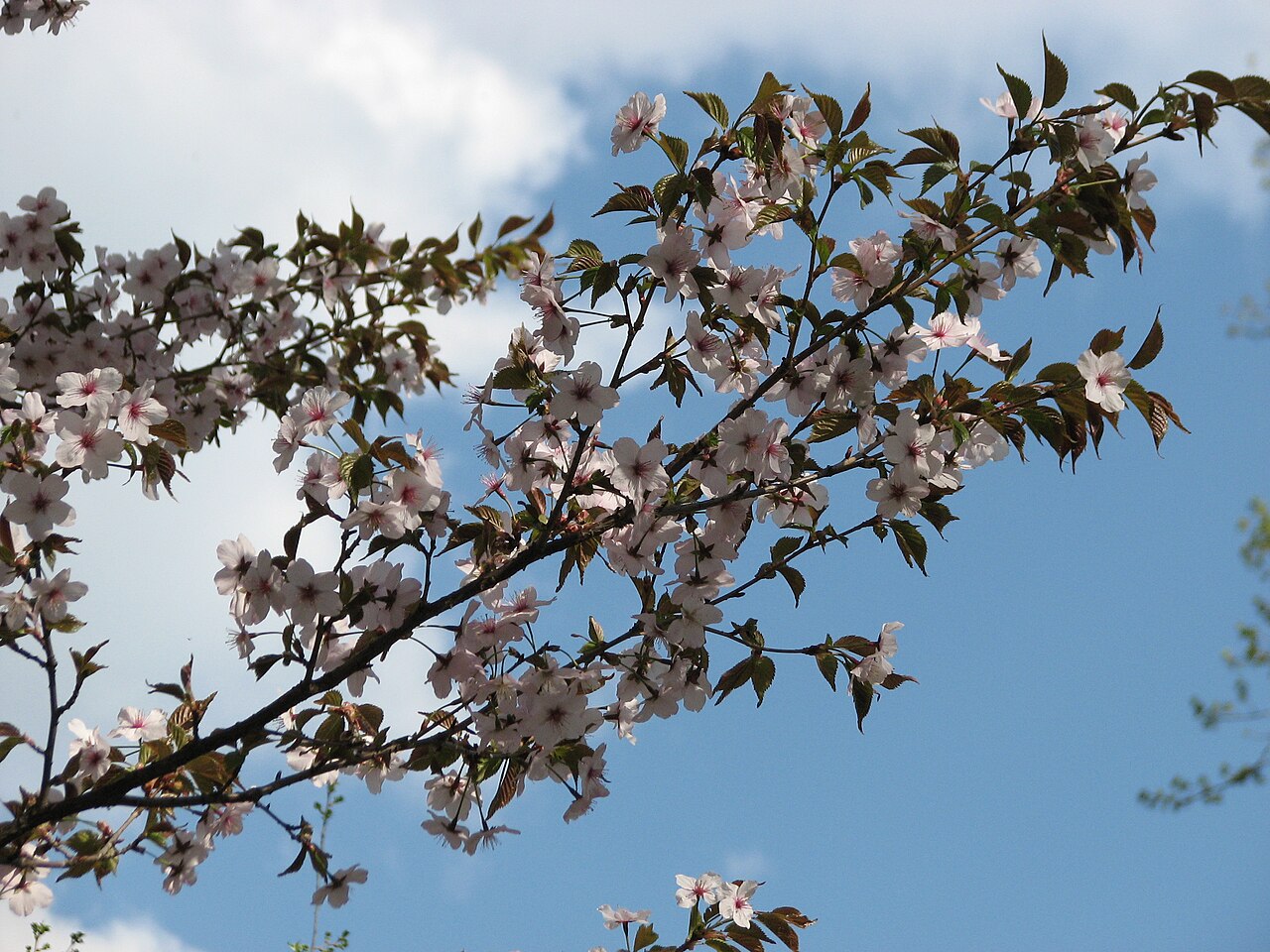 Prunus incisa, Fuji cherry — spreading deciduous (Rosaceae) (image 4 of 10)