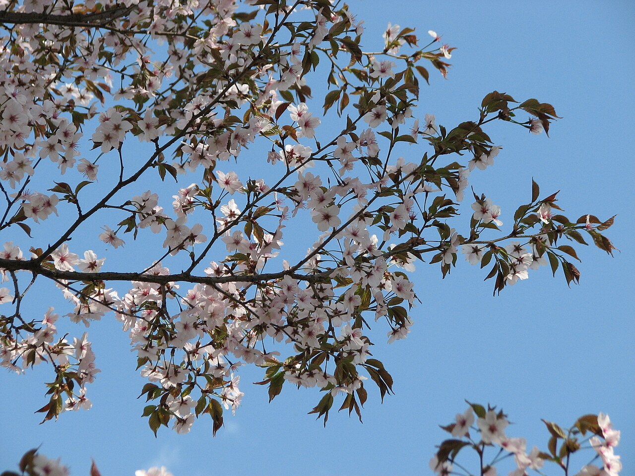 Prunus incisa, Fuji cherry — spreading deciduous (Rosaceae) (image 5 of 10)