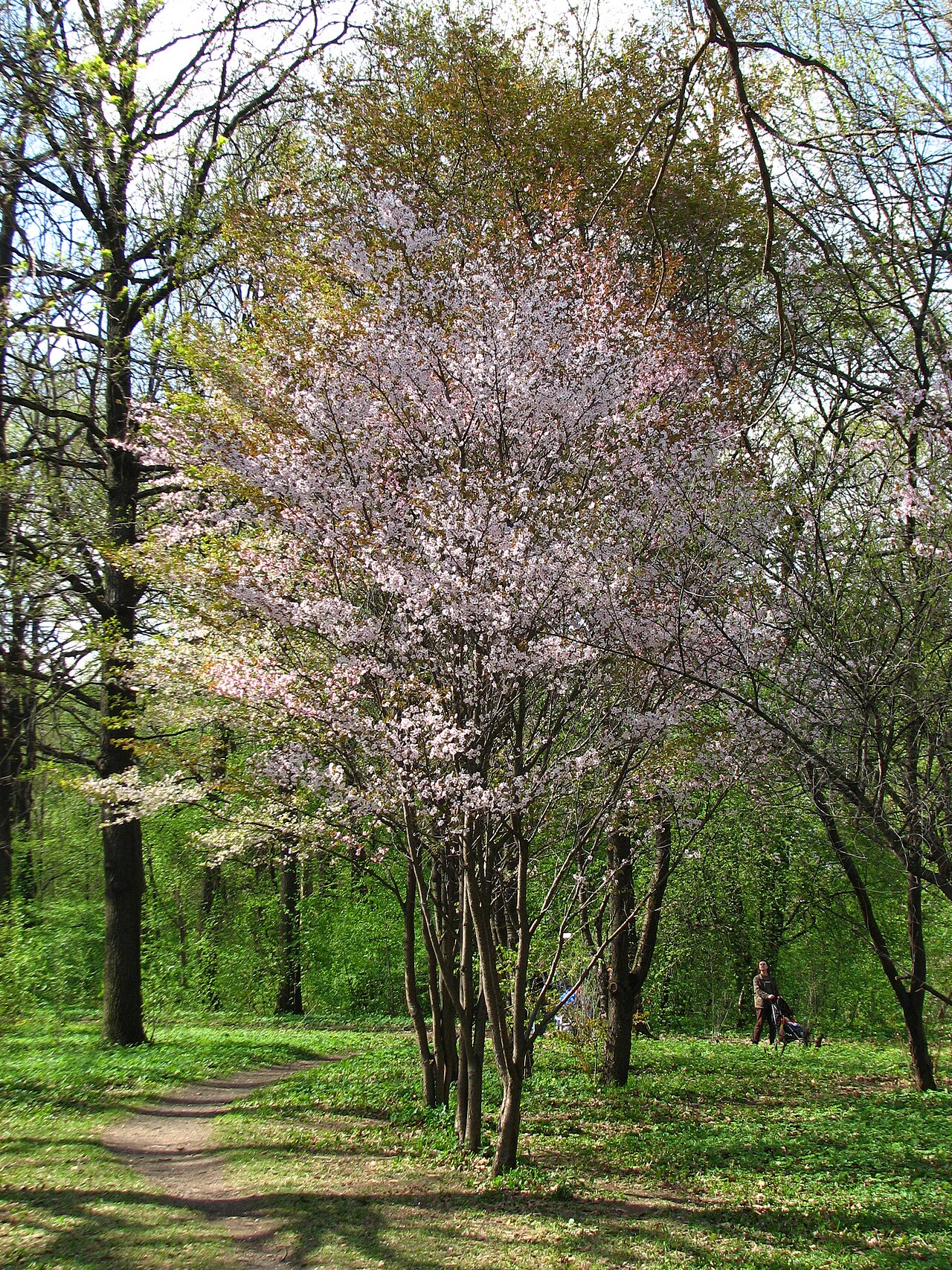 Prunus incisa, Fuji cherry — spreading deciduous (Rosaceae) (image 6 of 10)