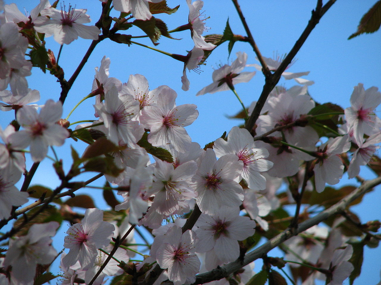 Prunus incisa, Fuji cherry — spreading deciduous (Rosaceae) (image 7 of 10)