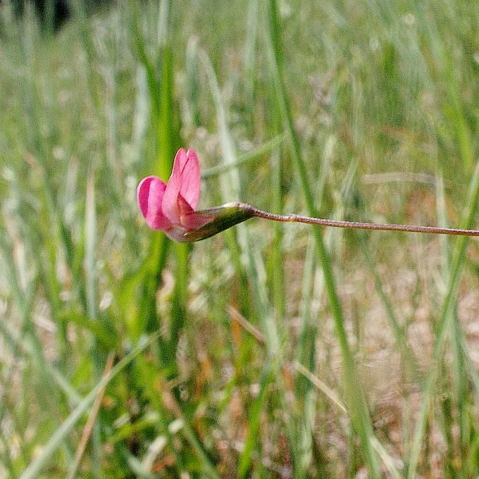 Lathyrus nissolia (Grass Vetchling)